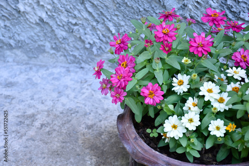 Closeup zinnia flower pot which places near the cement wall of the house, soft and selective focus, home decorating concept.