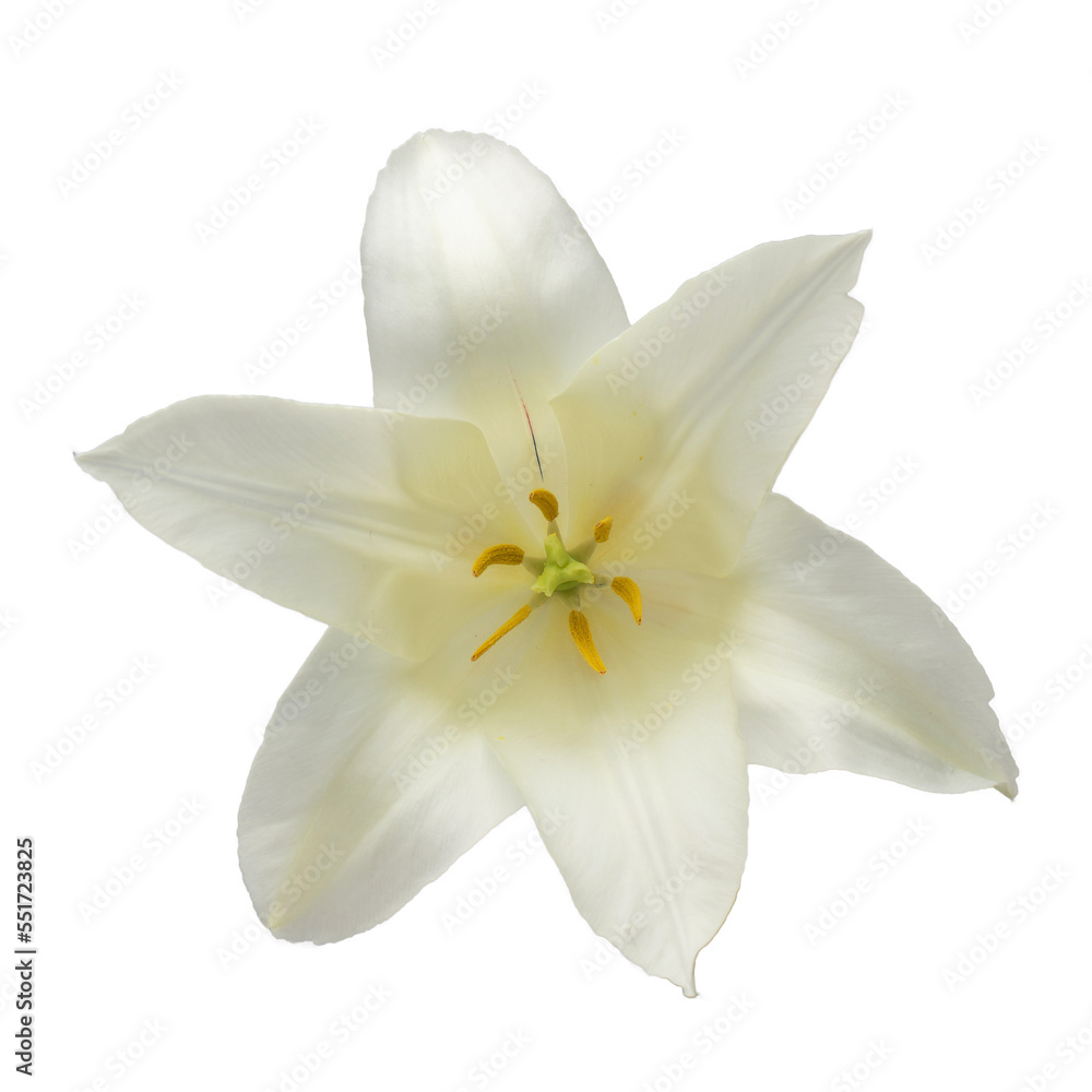 white lily-like tulips with a stem, isolated