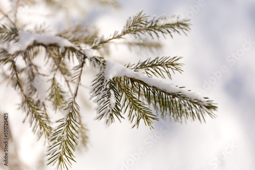 Close Up Snow Covered Winter Spruce Frost Branches. Christmas Tree Background.