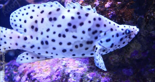 Tall-sail grouper swimming above a coral reef