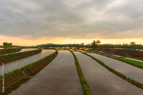 View of Indonesia in the morning, view of yellow rice fields and mountains at sunrise