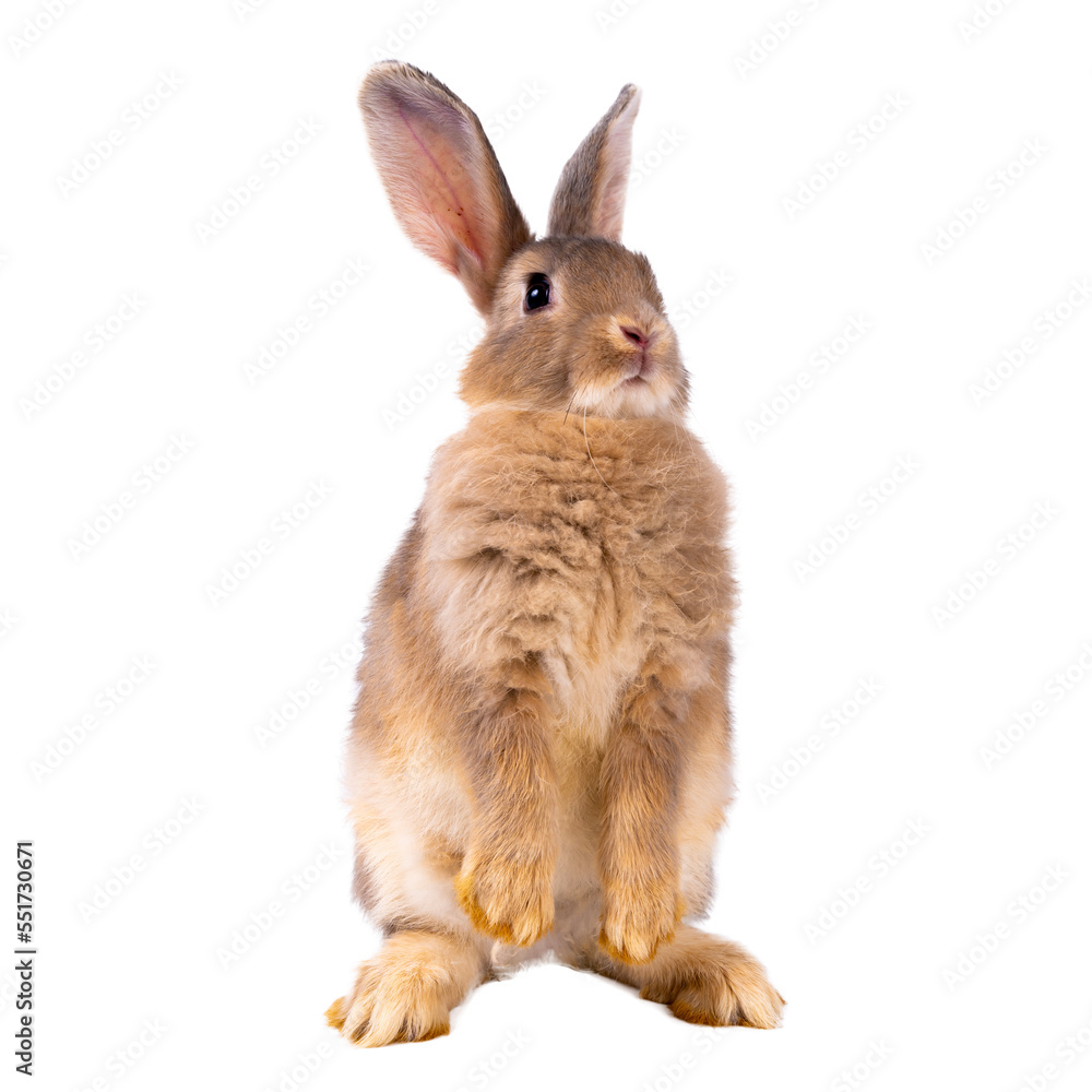 Obraz premium Cute looking brown rabbit standing isolated white background