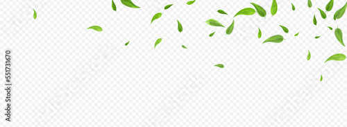 Green Leaf Abstract Vector Panoramic Transparent