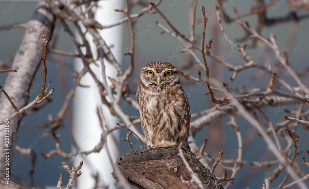 Little Owl Perched on Branch Little Owl Perched on Branch