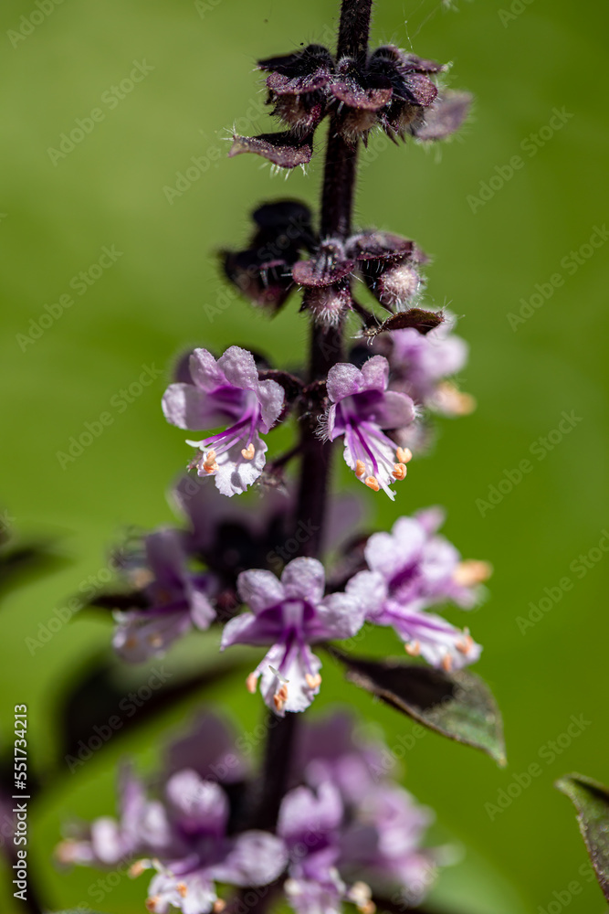 Ocimum kilimandscharicum flower growing in meadow, close up Ocimum kilimandscharicum flower growing in meadow, close up