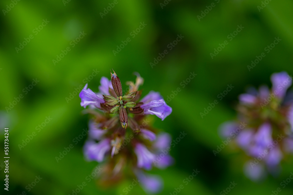 Salvia officinalis flower growing in meadow, close up Salvia officinalis flower growing in meadow, close up