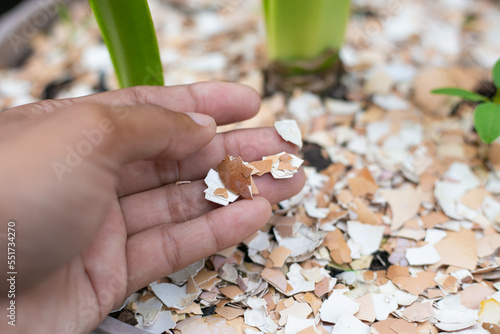Pieces of eggshell. Pieces of broken eggs are seen in background.