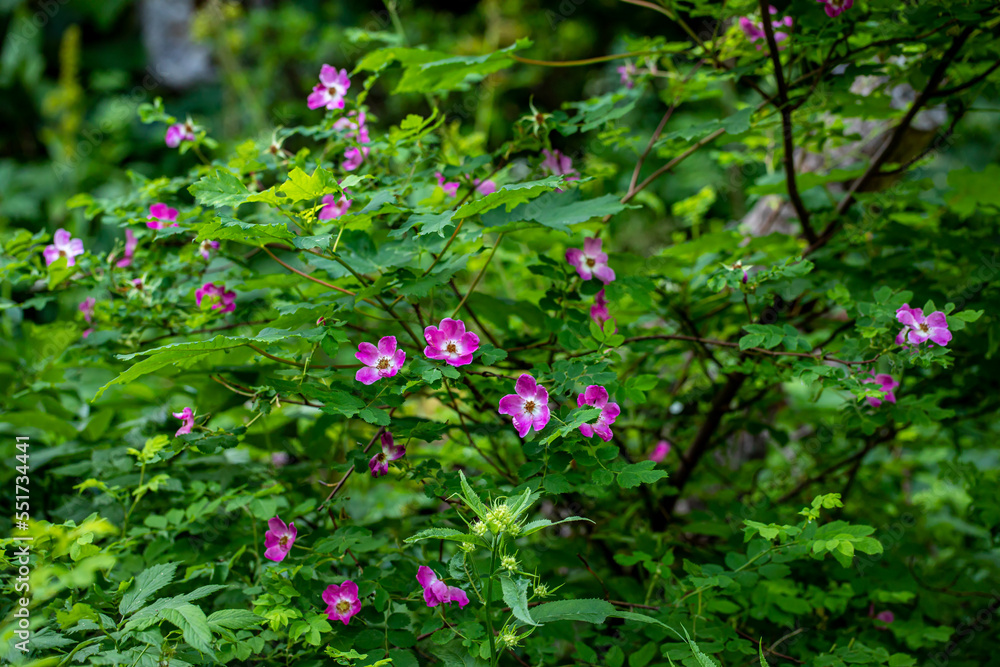 Rosa pendulina flower growing in mountains, close up Rosa pendulina flower growing in mountains, close up