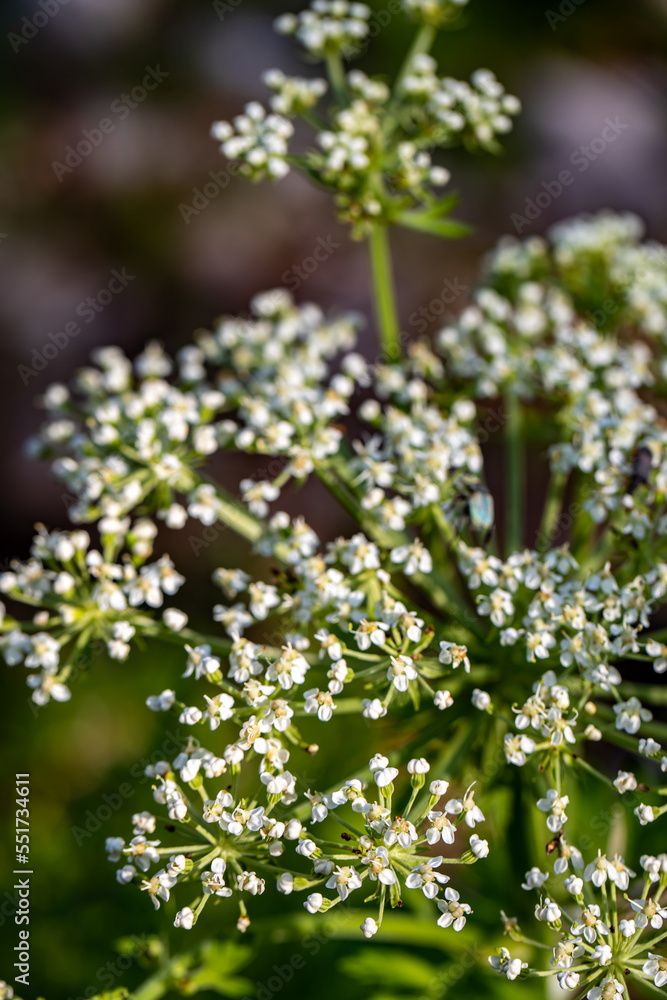 Pleurospermum austriacum flower growing in mountains Pleurospermum austriacum flower growing in mountains