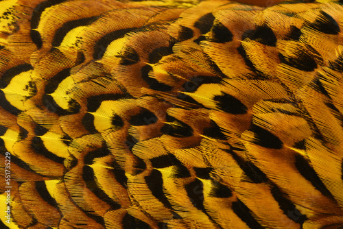 Layer of feathers photo