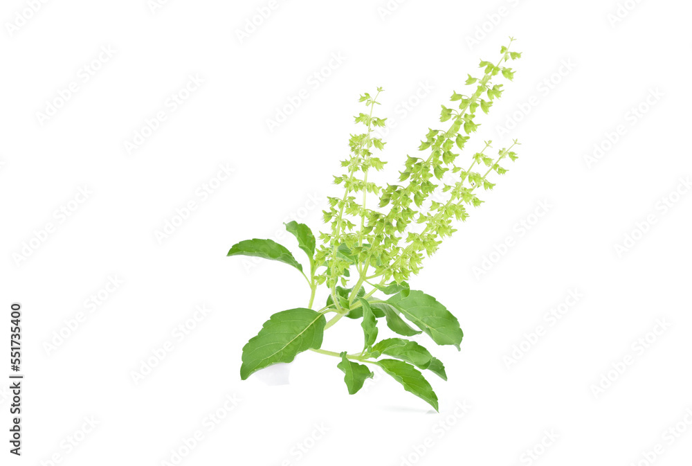 Holy Basil,Ocimum sanctum isolate on white background Holy Basil,Ocimum sanctum isolate on white background