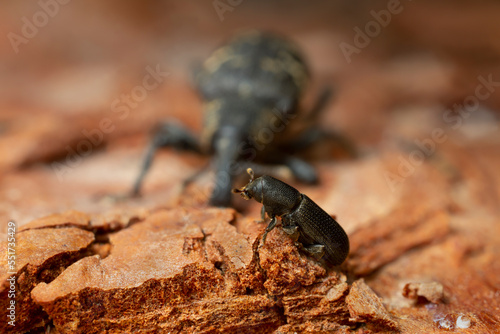 Hylastes bark beetle on pine wood, snout beetle, Hylobius abietis in the background photo