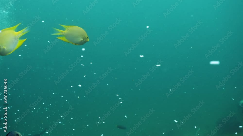 Tropical fish eat micro plastic pollution underwater damage to the ocean and marine life scuba diving