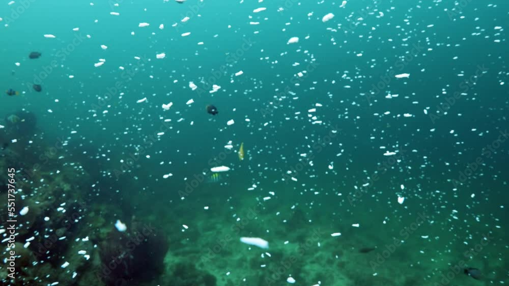 Tropical fish eat micro plastic pollution underwater damage to the ocean and marine life scuba diving