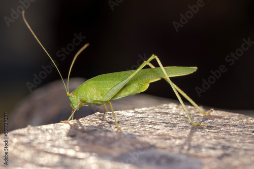 Sickle-bearing bush-cricket, Phaneroptera sp, posed on a stone wall on a sunny day