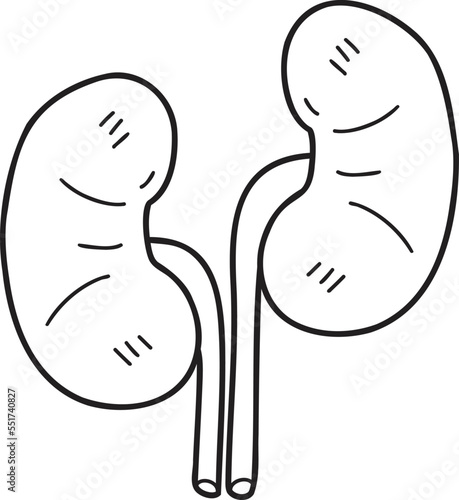 Hand Drawn kidney illustration