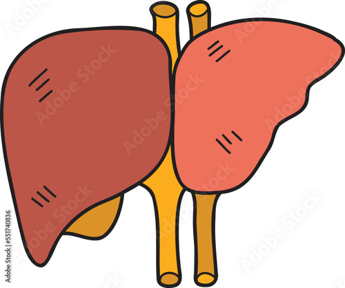 Hand Drawn liver illustration