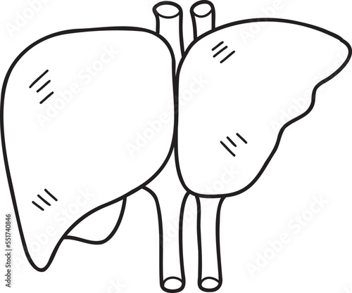 Hand Drawn liver illustration