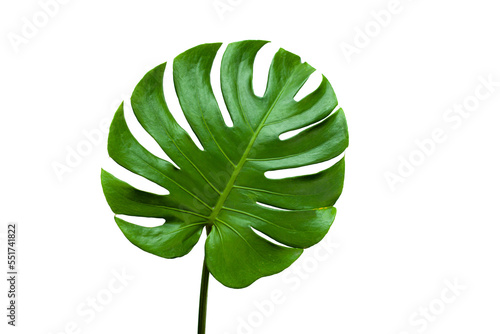 closeup beautiful Monstera leaf isolated on white background, Flat lay	

