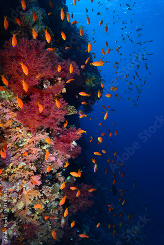 Underwater World. Coral fish and reefs of the Red Sea.Underwater background.Egypt 