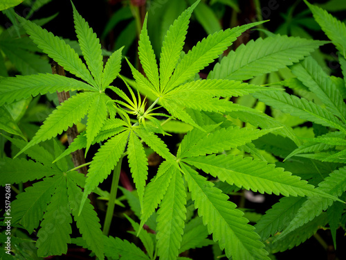 Fototapeta Naklejka Na Ścianę i Meble -  Pattern of The Cannabis Leaf