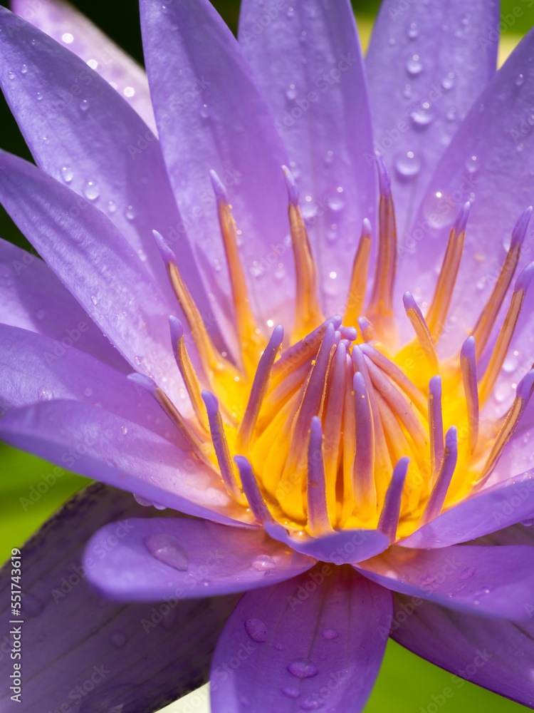 Rainwater on The Purple-yellow Pollens of Purple Lotus Flower