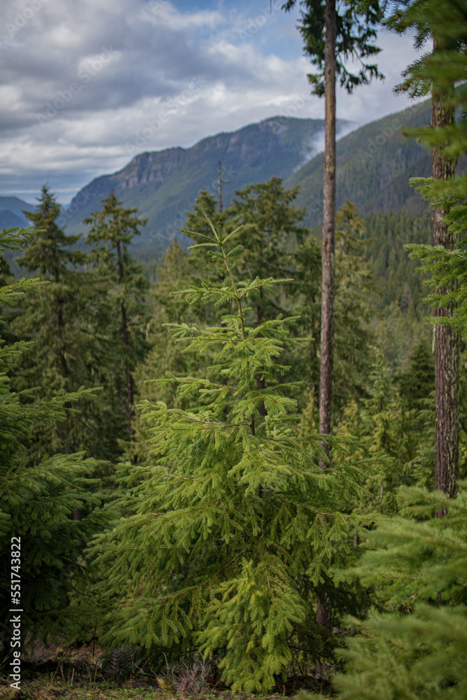 Fototapeta premium Crystal Mountain, Washington State