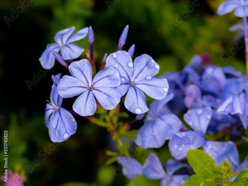 Rain Drops of The Cape Leadwort Flowers Blooming