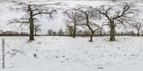 Wallpaper Mural full seamless spherical winter hdri 360 panorama view among oak grove with clumsy branches in forest with snow in equirectangular projection, ready VR AR content Torontodigital.ca