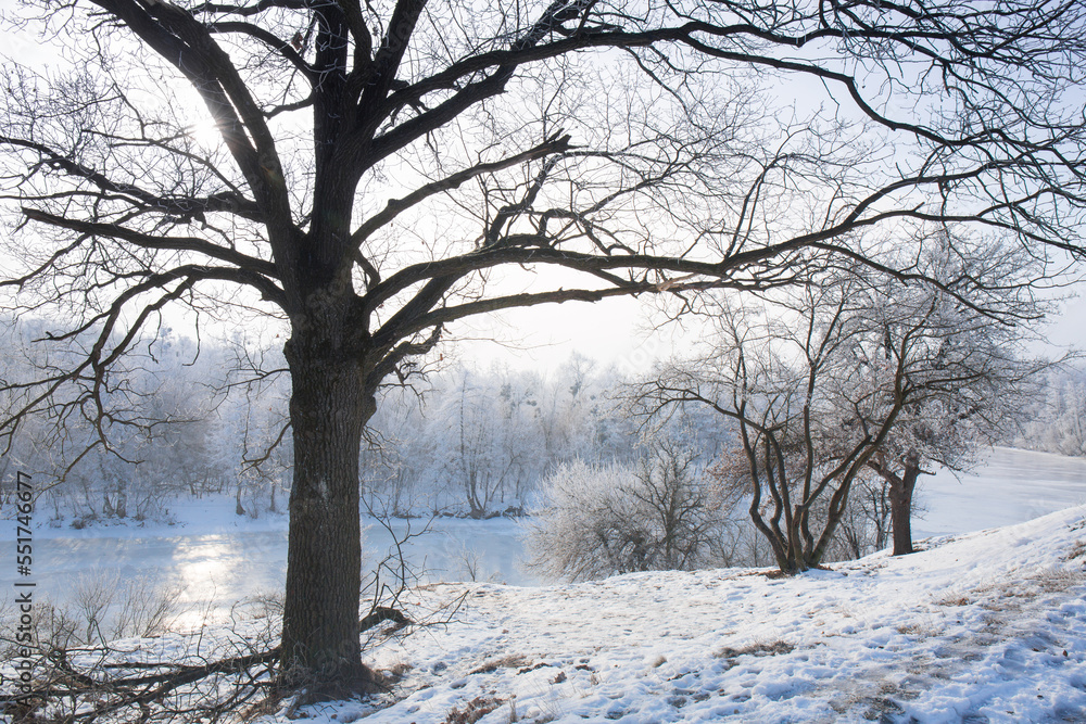 Fototapeta premium A large oak tree on a hill near a frozen river