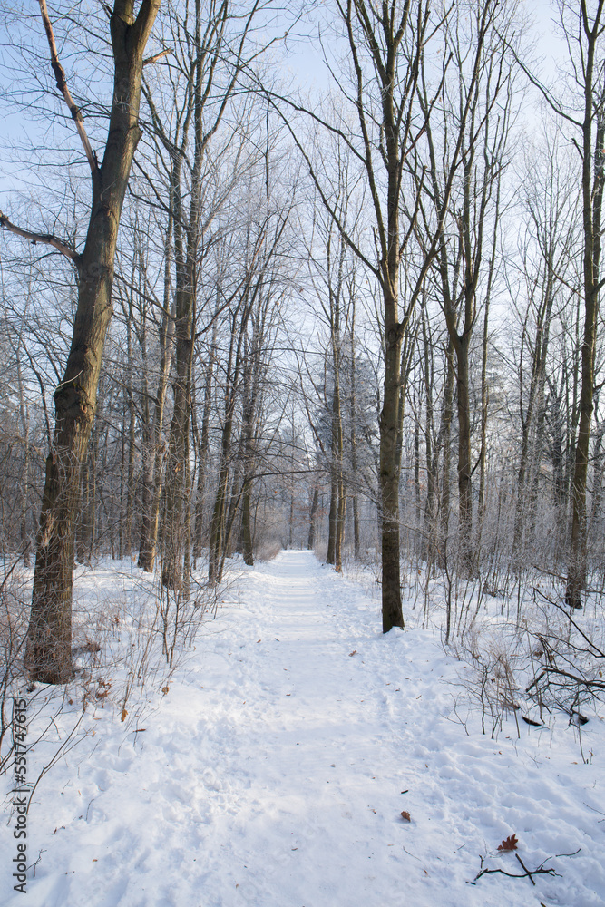 A snowy alley in the forest A snowy alley in the forest