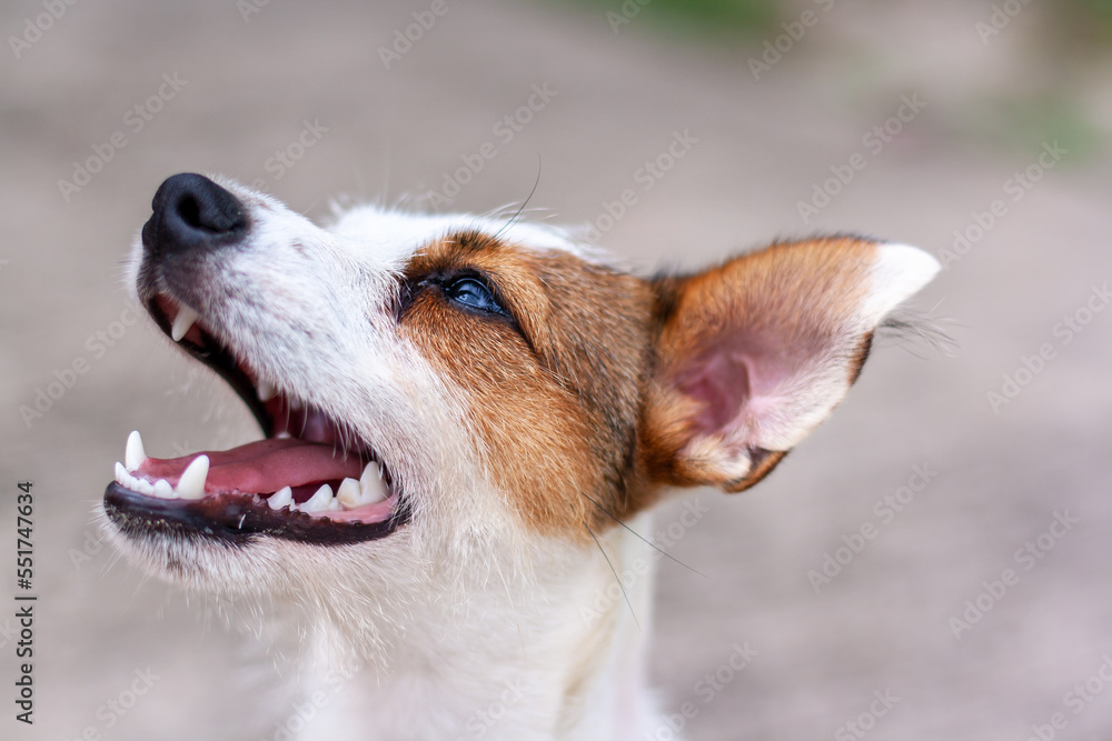 Portrait of dog breed Jack Russell with open mouth. Shallow depth of field. View from above. Horizontal.