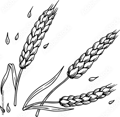Illustration of wheat spikelet in engraving style. Design element for card, banner, menu. Vector illustration