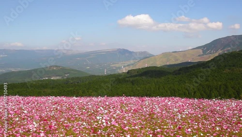 風にゆれる阿蘇のコスモス　西原村