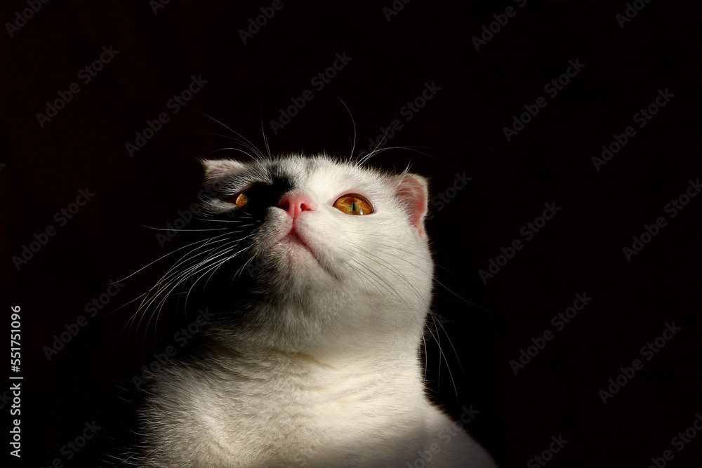 white cute kitty on a black background	