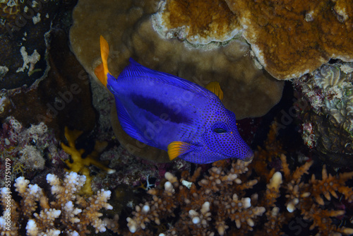 Zebrasoma xanthurum. Red Sea reef fish. Blue sailfin Tang in the blue waters of the Red Sea.