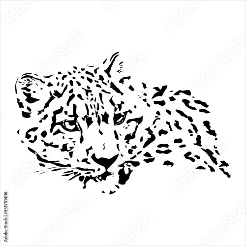 leopard head isolated white background  vector illustration