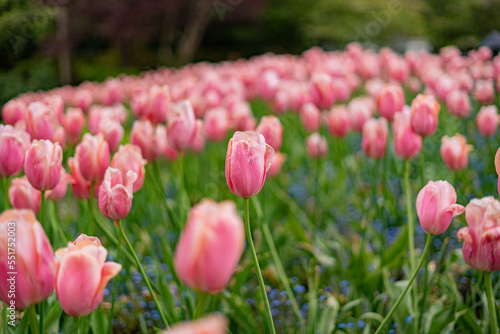 Flower Garden, Canada
