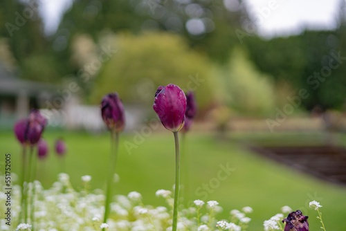Flower Garden, Canada