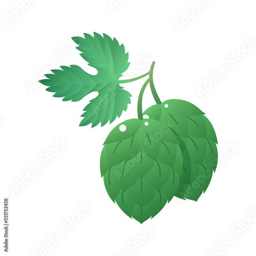 Green hop, Humulus lupulus branch with leaves and cones. Organic herbal plant for beer, stout, ale, lager, brewery production flat vector illustration isolated on white background