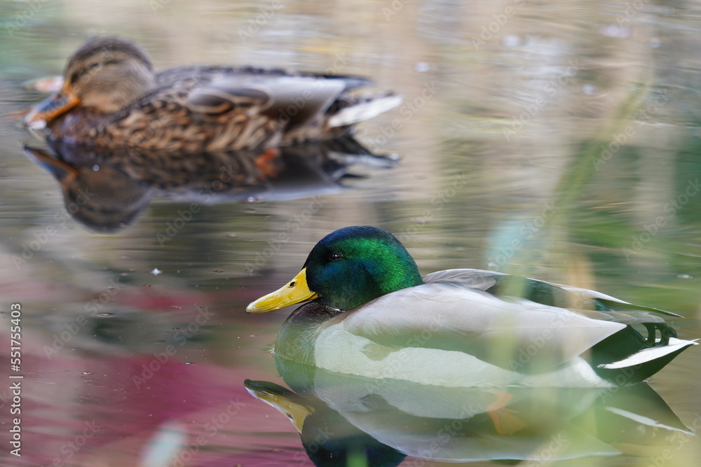 Fototapeta premium カモ