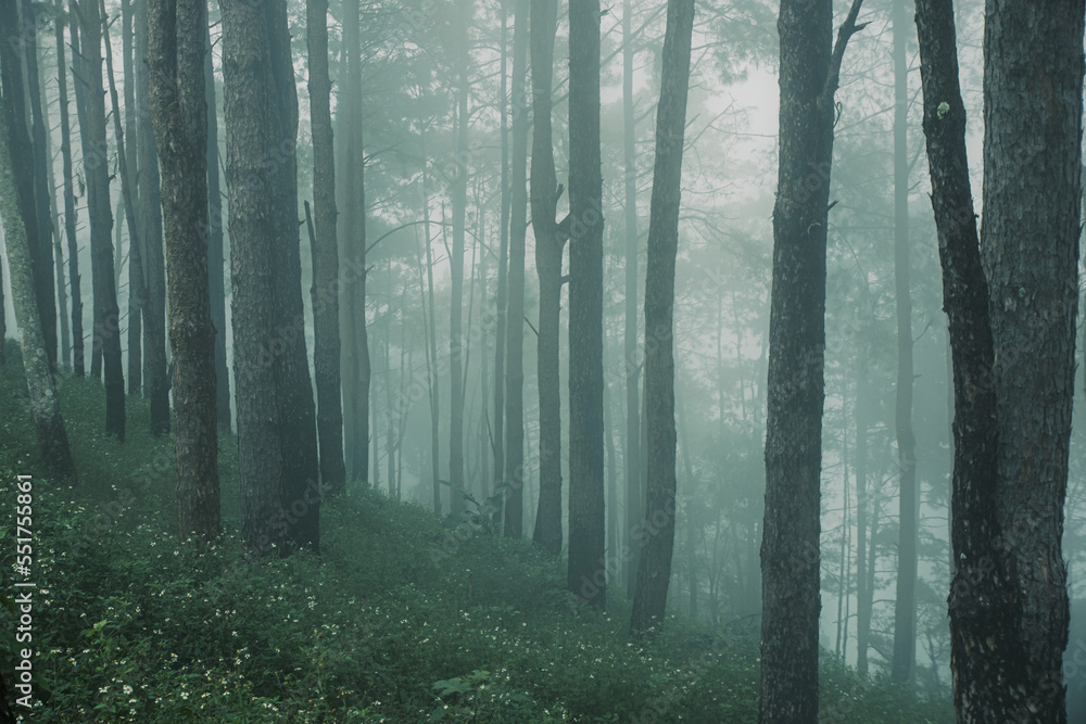Naklejka premium pine forest in the rainy season with dense fog background for stories about nature.