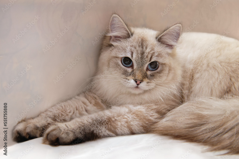 Neva masquerade cat or siberian cat color color point with blue eyes. Close-up, copy space.