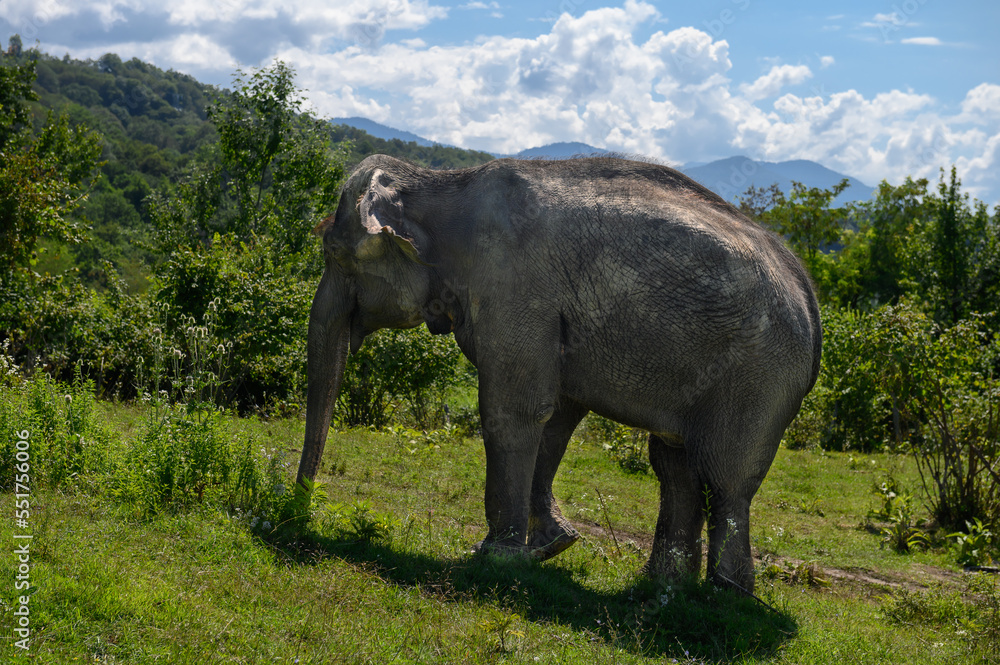 Asian elephant walks away against the background of mountains and blue sky on green grass.