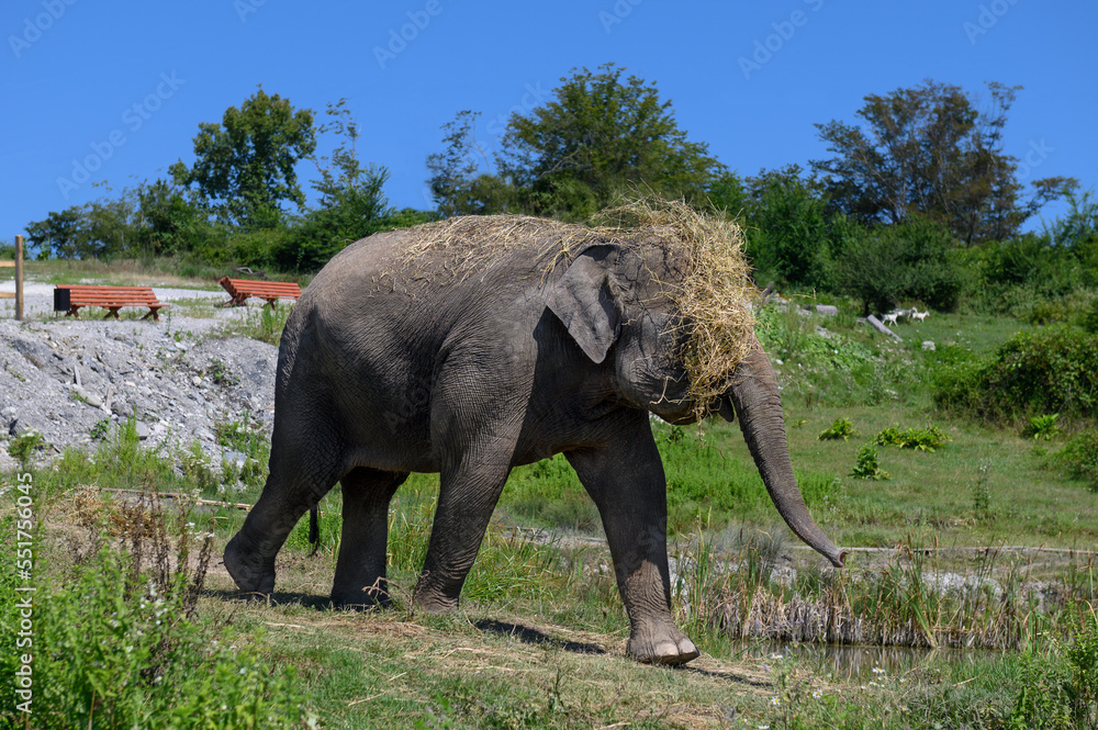 An Asian elephant with hay on its head and its muzzle runs through the grass.