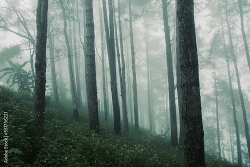 pine forest in the rainy season with dense fog background for stories about nature.