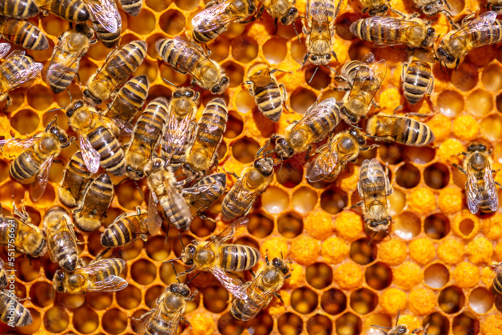 Beautiful honeycomb with bees close-up. A swarm of bees crawls through the combs collecting honey. Beekeeping, wholesome food for health. Beautiful honeycomb with bees close-up. A swarm of bees crawls through the combs collecting honey. Beekeeping, wholesome food for health.