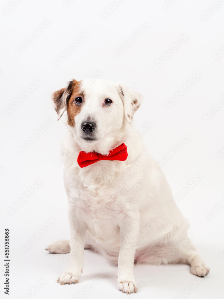 White dog with a red butterfly sitting on a white background.Photo can be used for flyers, calendars, banners.