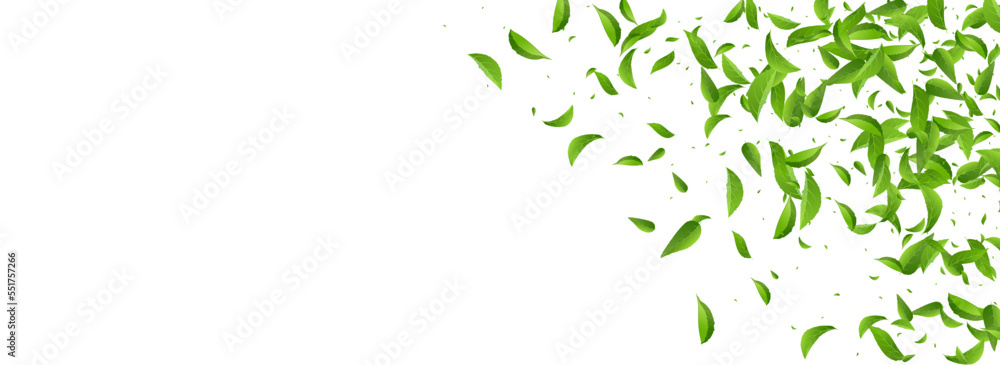 Obraz premium Mint Leaf Transparent Vector Panoramic White