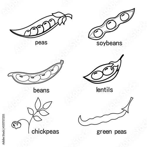 A set of legumes outline. Peas lentils lentils chickpeas soybeans green peas